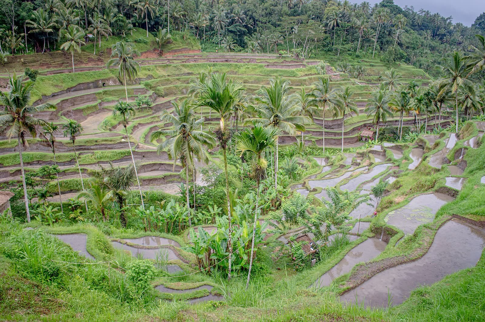 Tegallalang rice terraces, the last stop of the day