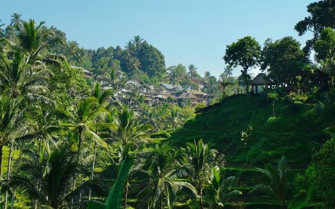 Palm trees and green rice terraces below a hillside village near Ubud